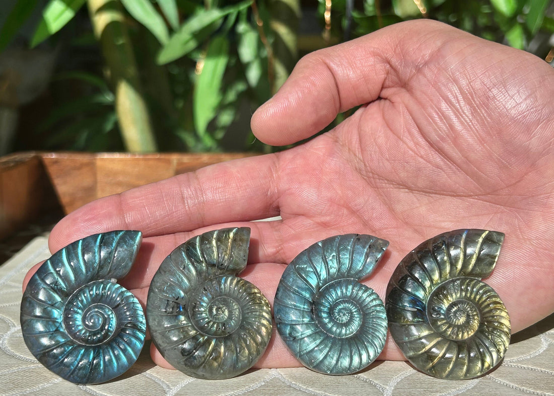 Super Flashy Labradorite Shells; Crystal Carvings