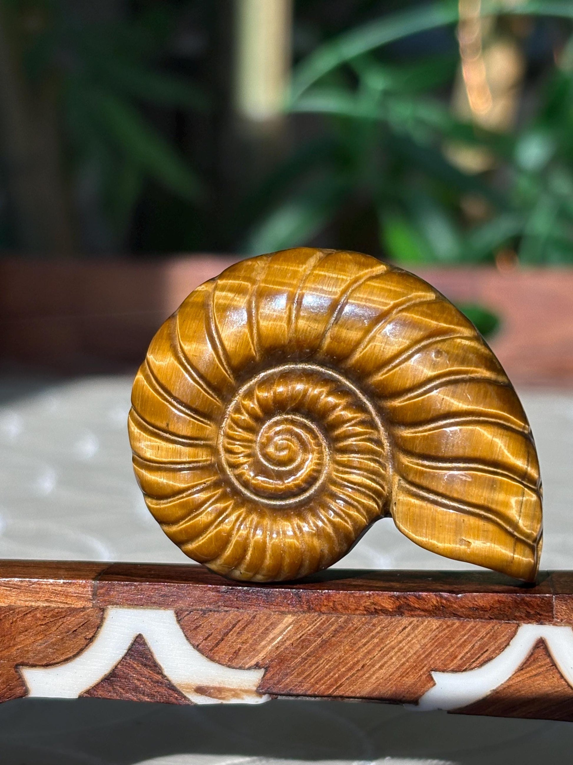 Tiger Eye Shell Carving ; 1.88 inches