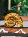 Tiger Eye Shell Carving ; 1.88 inches