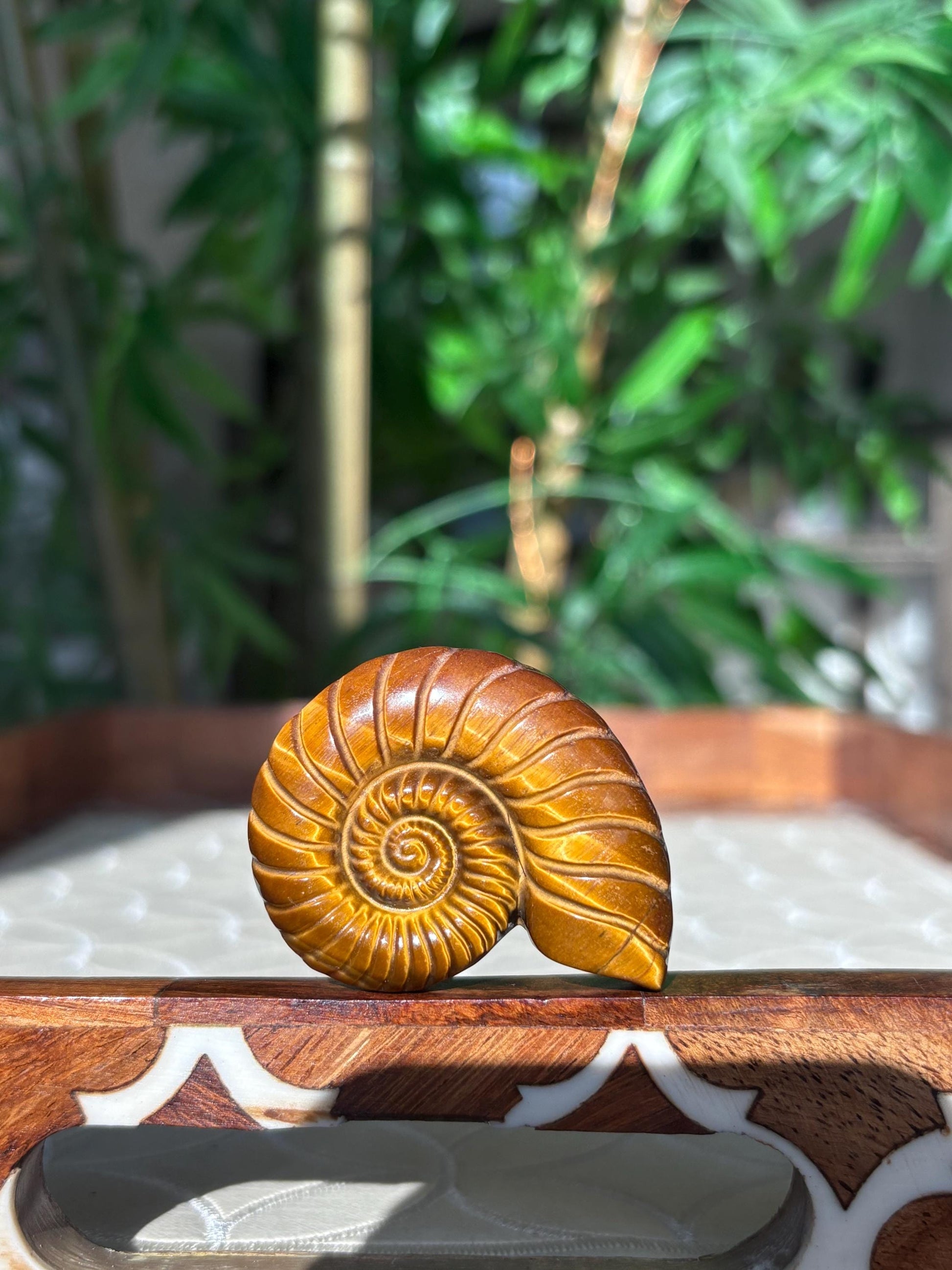 Tiger Eye Shell Carving ; 1.88 inches