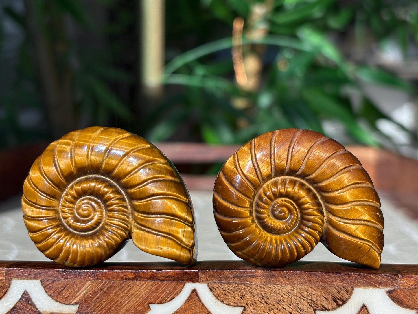 Tiger Eye Shell Carving ; 1.88 inches