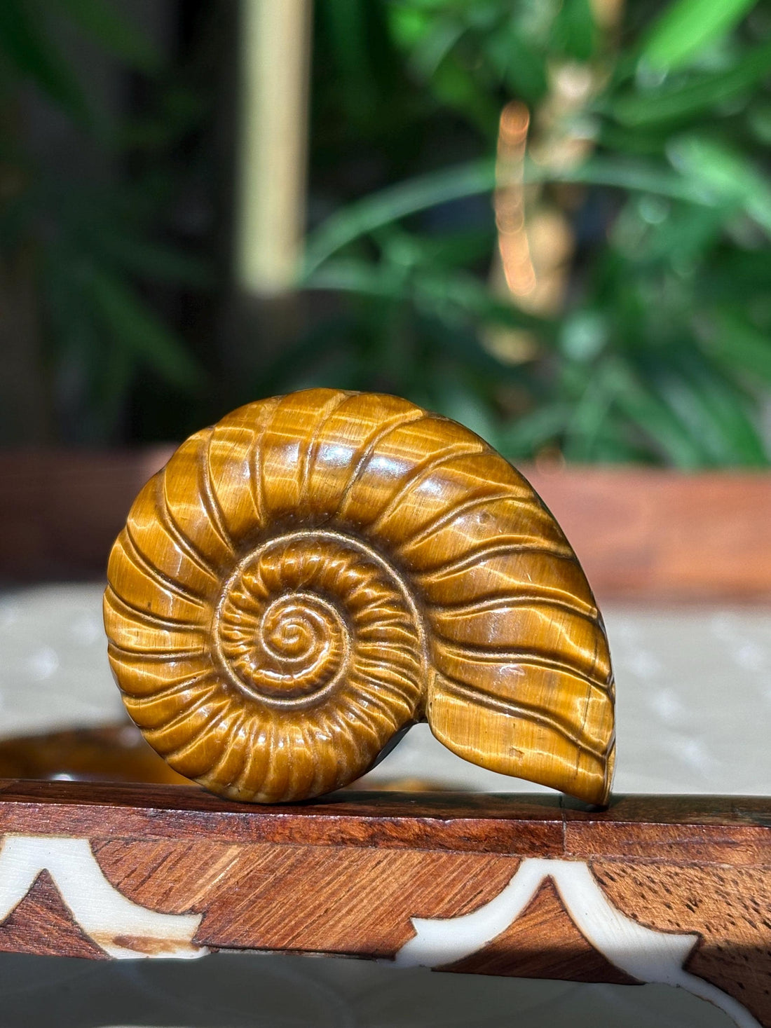 Tiger Eye Shell Carving ; 1.88 inches