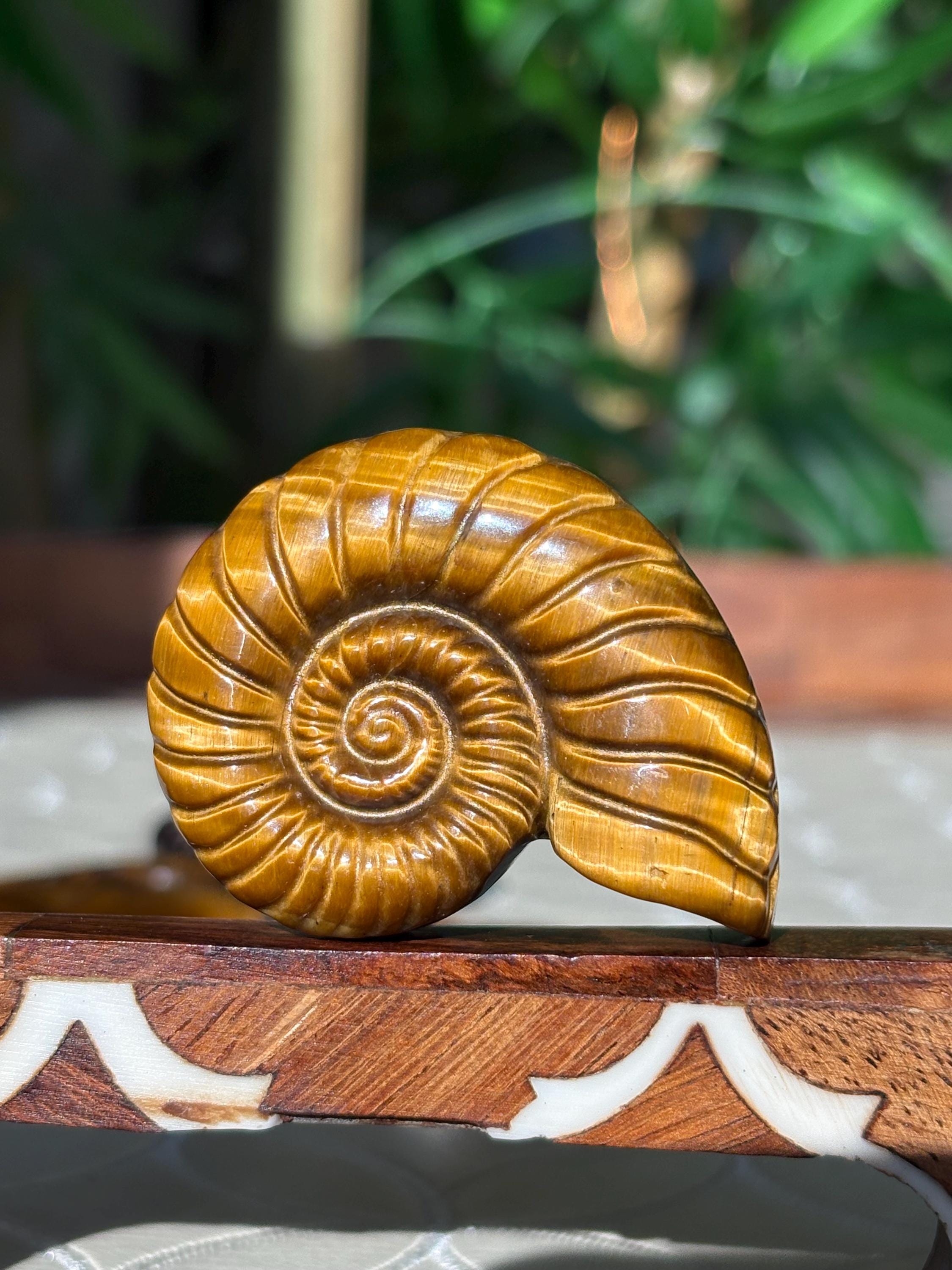 Tiger Eye Shell Carving ; 1.88 inches