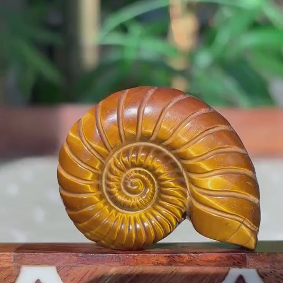 Tiger Eye Shell Carving ; 1.88 inches